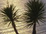 rilfessi - 
